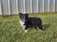 Amos 3519, a male Shetland Sheepdog for sale in Pomona, MO – Photo 8 of 10