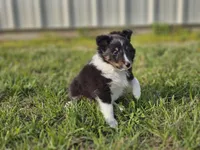 Amos 3519, a male Shetland Sheepdog for sale in Pomona, MO – Photo 5 of 10