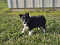 Amos 3519, a male Shetland Sheepdog for sale in Pomona, MO – Photo 10 of 10
