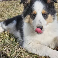 2595 IZ, a male Shetland Sheepdog for sale in Pomona, MO – Photo 2 of 10