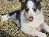 2595 IZ, a male Shetland Sheepdog for sale in Pomona, MO – Photo 2 of 10