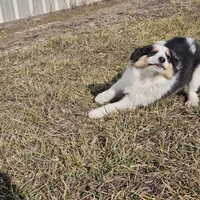 2595 IZ, a male Shetland Sheepdog for sale in Pomona, MO – Photo 10 of 10