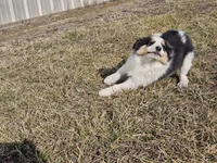 2595 IZ, a male Shetland Sheepdog for sale in Pomona, MO – Photo 10 of 10