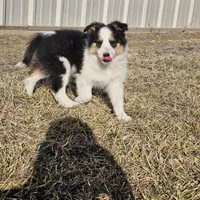 2595 IZ, a male Shetland Sheepdog for sale in Pomona, MO – Photo 9 of 10