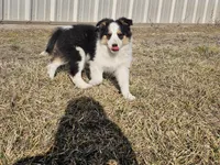 2595 IZ, a male Shetland Sheepdog for sale in Pomona, MO – Photo 9 of 10