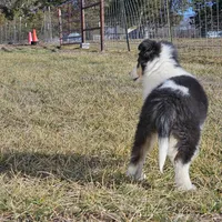 2595 IZ, a male Shetland Sheepdog for sale in Pomona, MO – Photo 6 of 10