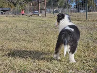 2595 IZ, a male Shetland Sheepdog for sale in Pomona, MO – Photo 6 of 10
