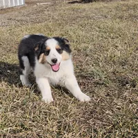 2595 IZ, a male Shetland Sheepdog for sale in Pomona, MO – Photo 5 of 10
