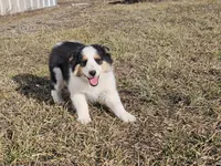 2595 IZ, a male Shetland Sheepdog for sale in Pomona, MO – Photo 5 of 10