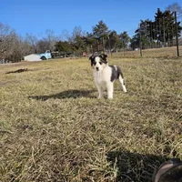 2595 IZ, a male Shetland Sheepdog for sale in Pomona, MO – Photo 7 of 10
