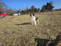 2595 IZ, a male Shetland Sheepdog for sale in Pomona, MO – Photo 7 of 10