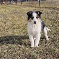 2595 IZ, a male Shetland Sheepdog for sale in Pomona, MO – Photo 1 of 10