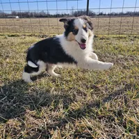 2595 IZ, a male Shetland Sheepdog for sale in Pomona, MO – Photo 8 of 10