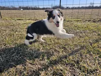 2595 IZ, a male Shetland Sheepdog for sale in Pomona, MO – Photo 8 of 10