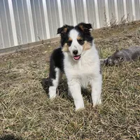 2595 IZ, a male Shetland Sheepdog for sale in Pomona, MO – Photo 3 of 10