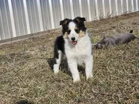 2595 IZ, a male Shetland Sheepdog for sale in Pomona, MO – Photo 3 of 10