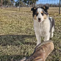 2595 IZ, a male Shetland Sheepdog for sale in Pomona, MO – Photo 4 of 10