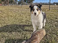 2595 IZ, a male Shetland Sheepdog for sale in Pomona, MO – Photo 4 of 10