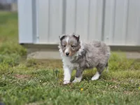 Arlo 3518, a male Shetland Sheepdog for sale in Pomona, MO – Photo 6 of 10