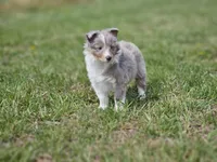 Arlo 3518, a male Shetland Sheepdog for sale in Pomona, MO – Photo 7 of 10