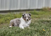 Arlo 3518, a male Shetland Sheepdog for sale in Pomona, MO – Photo 10 of 10