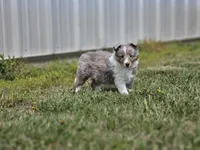 Arlo 3518, a male Shetland Sheepdog for sale in Pomona, MO – Photo 3 of 10