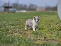 Arlo 3518, a male Shetland Sheepdog for sale in Pomona, MO – Photo 5 of 10