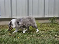 Arlo 3518, a male Shetland Sheepdog for sale in Pomona, MO – Photo 9 of 10