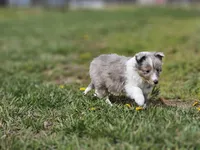 Arlo 3518, a male Shetland Sheepdog for sale in Pomona, MO – Photo 4 of 10