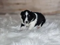 Amy 3515, a female Shetland Sheepdog for sale in Pomona, MO – Photo 7 of 10