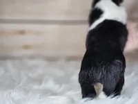 Amy 3515, a female Shetland Sheepdog for sale in Pomona, MO – Photo 2 of 10