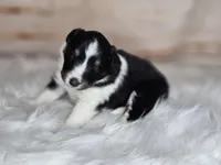 Amy 3515, a female Shetland Sheepdog for sale in Pomona, MO – Photo 5 of 10