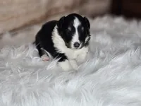 Amy 3515, a female Shetland Sheepdog for sale in Pomona, MO – Photo 8 of 10