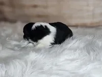 Amy 3515, a female Shetland Sheepdog for sale in Pomona, MO – Photo 9 of 10