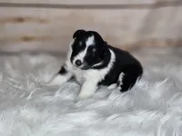 Amy 3515, a female Shetland Sheepdog for sale in Pomona, MO – Photo 1 of 10