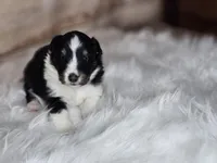 Amy 3515, a female Shetland Sheepdog for sale in Pomona, MO – Photo 6 of 10