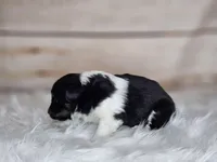 Amy 3515, a female Shetland Sheepdog for sale in Pomona, MO – Photo 4 of 10