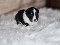 Amy 3515, a female Shetland Sheepdog for sale in Pomona, MO – Photo 3 of 10