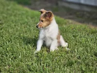 Boris, a male Shetland Sheepdog for sale in Pomona, MO – Photo 3 of 9