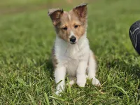 Boris, a male Shetland Sheepdog for sale in Pomona, MO – Photo 1 of 9