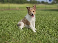 Boris, a male Shetland Sheepdog for sale in Pomona, MO – Photo 6 of 9