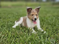 Boris, a male Shetland Sheepdog for sale in Pomona, MO – Photo 9 of 9