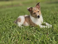 Boris, a male Shetland Sheepdog for sale in Pomona, MO – Photo 7 of 9