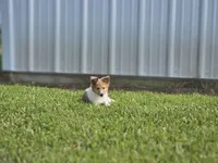 Boris, a male Shetland Sheepdog for sale in Pomona, MO – Photo 4 of 9