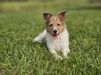 Boris, a male Shetland Sheepdog for sale in Pomona, MO – Photo 2 of 9