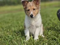 Boris, a male Shetland Sheepdog for sale in Pomona, MO – Photo 8 of 9