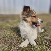 SkittlesF2583, a female Shetland Sheepdog for sale in Pomona, MO – Photo 3 of 10