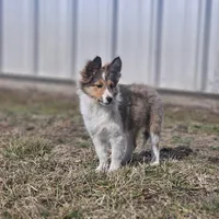 SkittlesF2583, a female Shetland Sheepdog for sale in Pomona, MO – Photo 7 of 10