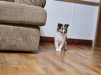 processed/4406ab10-84f0-4380-91a7-435651881f3a/listing/5b64cfa3-cdf3-4bc2-be0b-6ef83b6c275f/54508890-9acc-4d56-9ea1-8a745f066c9b