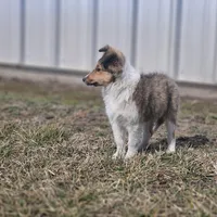 SkittlesF2583, a female Shetland Sheepdog for sale in Pomona, MO – Photo 6 of 10